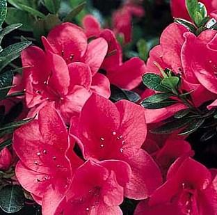 Azalea Pink Cascade — photo 1