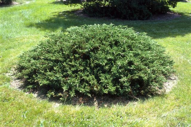 Juniperus chinensis Sargenti Viridis — photo 1