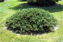 Juniperus chinensis Sargenti Viridis — photo 1
