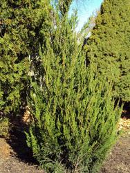 Juniperus chinensis 'Spearmint' — photo 1