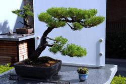 Juniperus chinensis 'San Jose' — photo 1