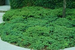 Juniperus chinensis 'San Jose' — photo 2