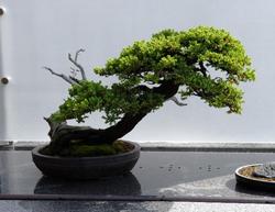 Juniperus chinensis 'San Jose' — photo 3