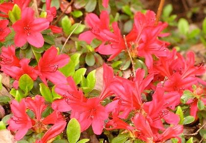 Azalea 'Christmas Cheer' — photo 1