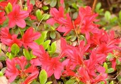 Azalea 'Christmas Cheer' — photo 1