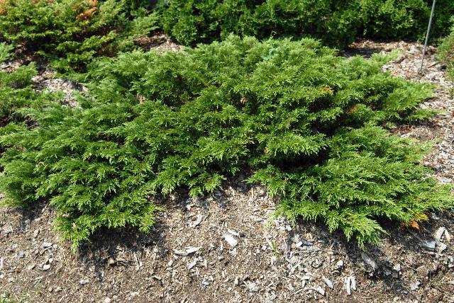 Juniperus sabina 'Monna' — photo 1