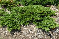 Juniperus sabina 'Monna' — photo 1