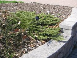 Juniperus sabina 'Monna' — photo 2