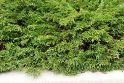 Juniperus sabina 'Monna' — photo 3