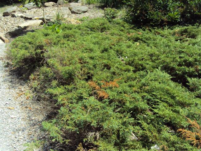 Juniperus sabina 'Skandia' — photo 1