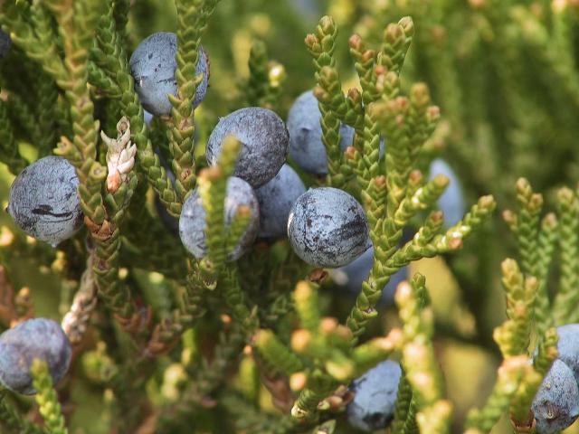 Juniperus virginiana