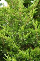 Juniperus virginiana — photo 2