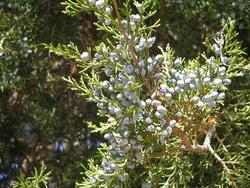 Juniperus virginiana — photo 3