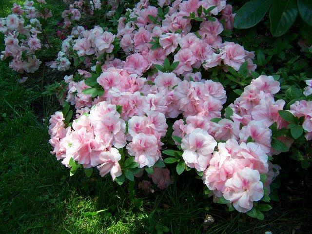 Azalea 'Conversation Piece' — photo 1
