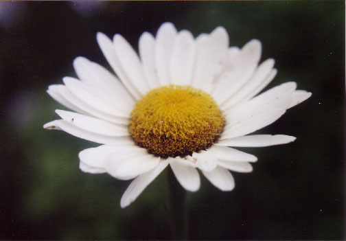 Leucanthemum x superbum 'Alaska'