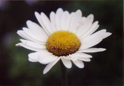 Leucanthemum x superbum 'Alaska' — photo 1