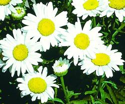 Leucanthemum x superbum 'Alaska' — photo 2
