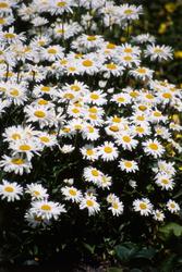 Leucanthemum x superbum 'Alaska' — photo 3