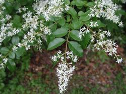 Ligustrum ovalifolium — photo 2