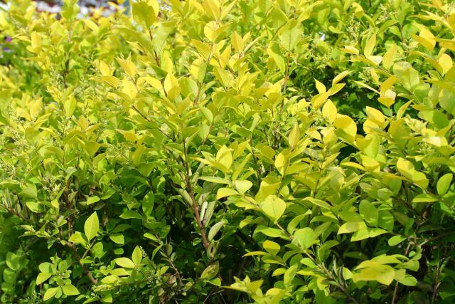 Ligustrum x vicaryi