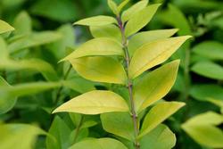 Ligustrum x vicaryi — photo 3
