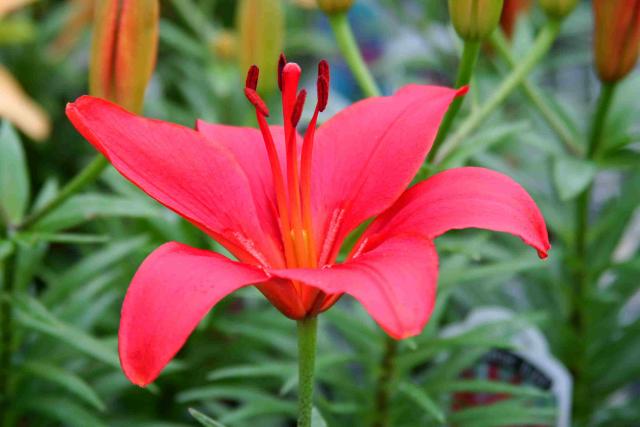 Lilium asiatic 'Crimson Pixie'