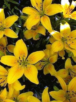 Lilium 'Sun Ray'