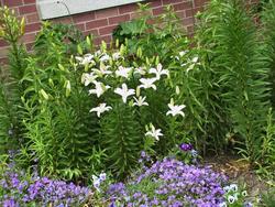 Lilium 'Casa Blanca' — photo 3
