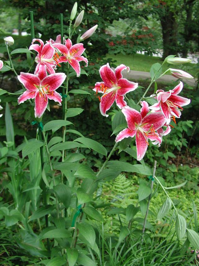 Lilium 'StarGazer'
