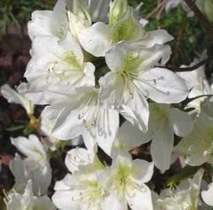 Azalea 'Dorothy Hayden' — photo 1