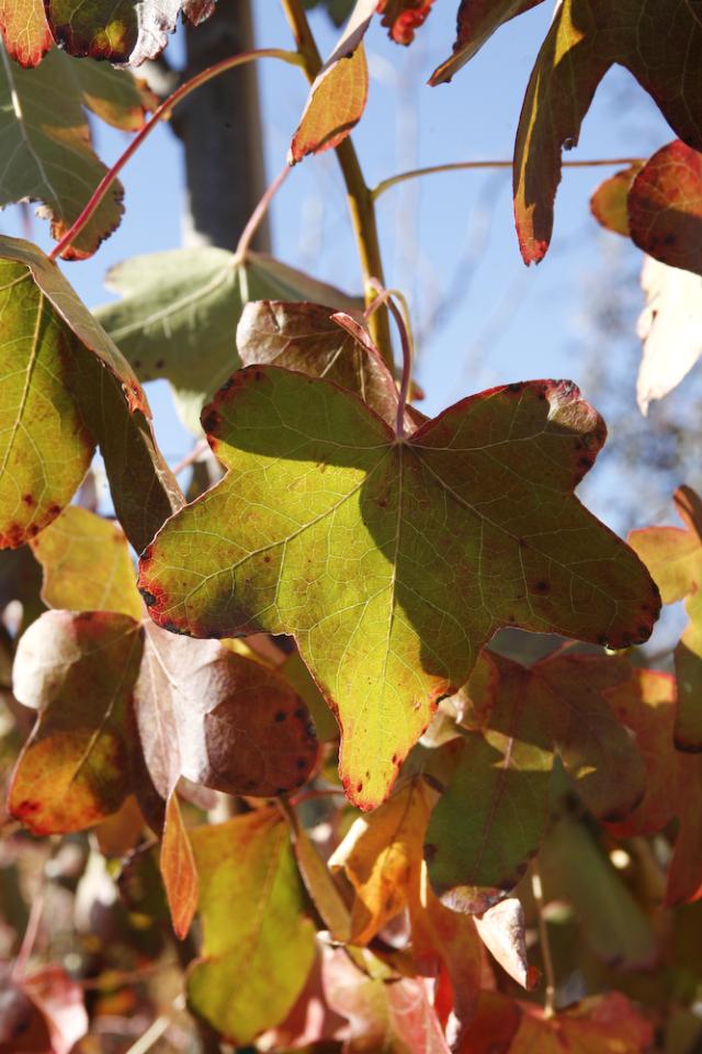 Liquidambar styraciflua 'Rotundiloba'