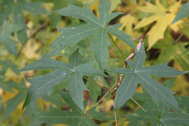 Liquidambar styraciflua 'Worplesdon'