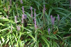 Liriope muscari 'Christmas Tree' — photo 1