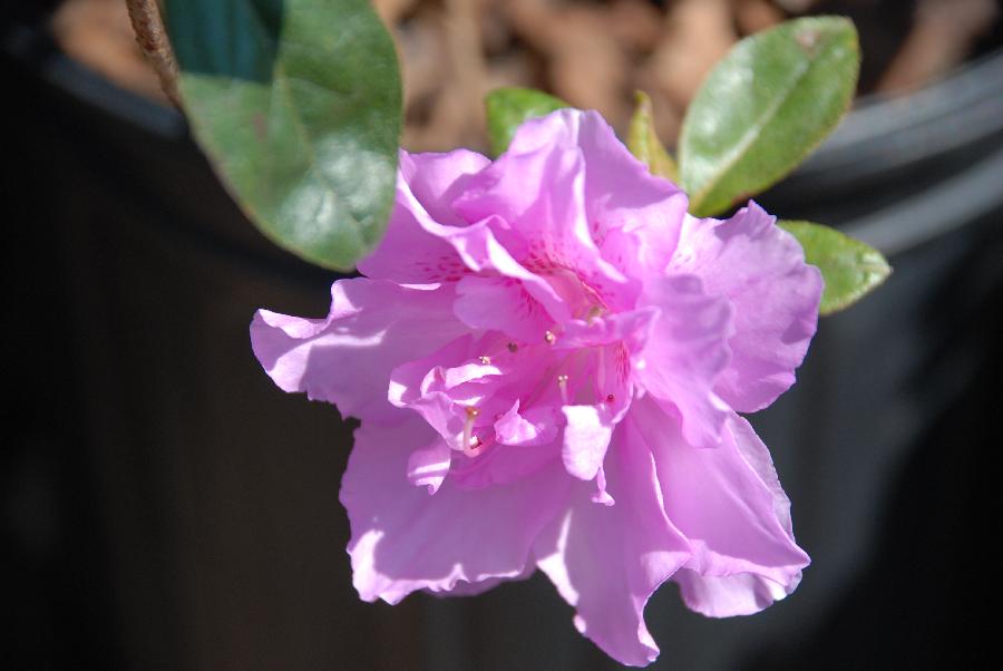 Azalea 'Double Elsie Lee' — photo 1