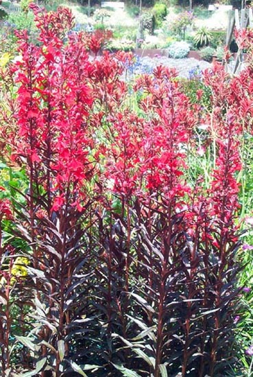 Lobelia Queen Victoria