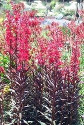 Lobelia Queen Victoria — photo 1