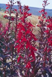 Lobelia Queen Victoria — photo 2