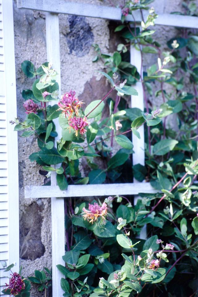 Lonicera x heckrottii 'Gold Flame'