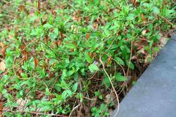 Lonicera japonica Halliana — photo 1