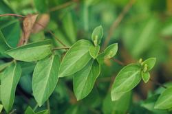 Lonicera japonica Halliana — photo 3