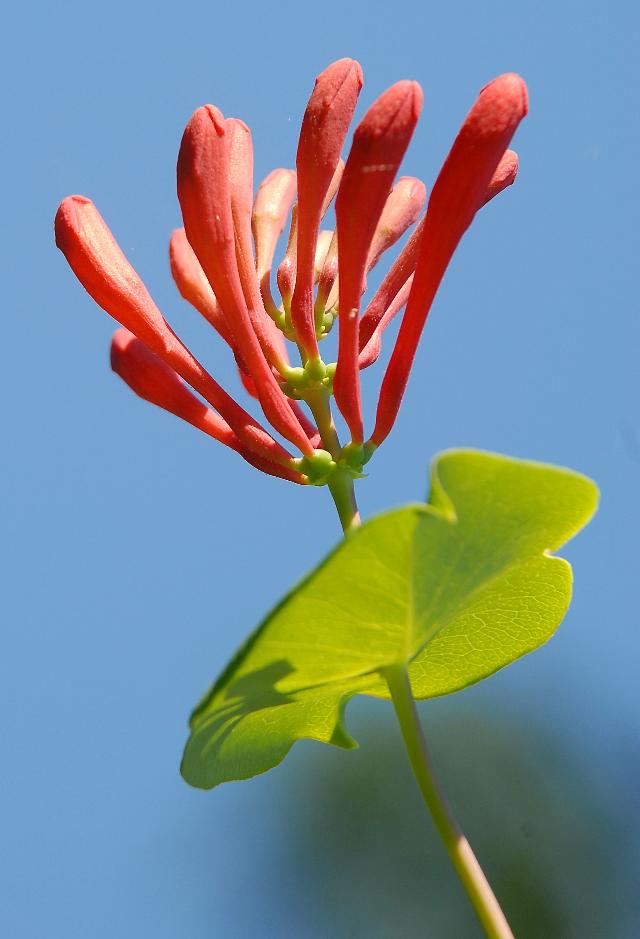Lonicera x brownii 'Dropmore Scarlet'