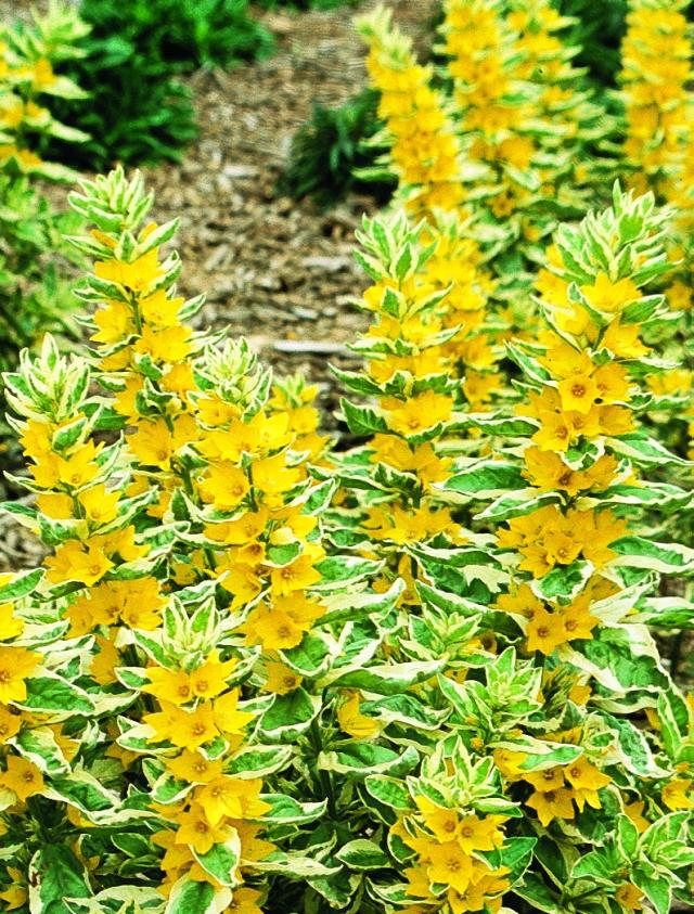 Lysimachia punctata 'Alexander'