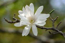 Magnolia stellata 'Royal Star' — photo 1