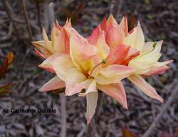 Azalea Exbury 'Cannon's Double' — photo 1