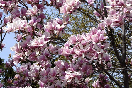 Magnolia x soulangiana