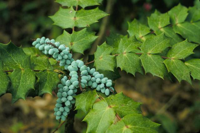 Mahonia bealei — photo 1