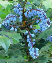 Mahonia bealei — photo 2