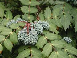 Mahonia bealei — photo 3