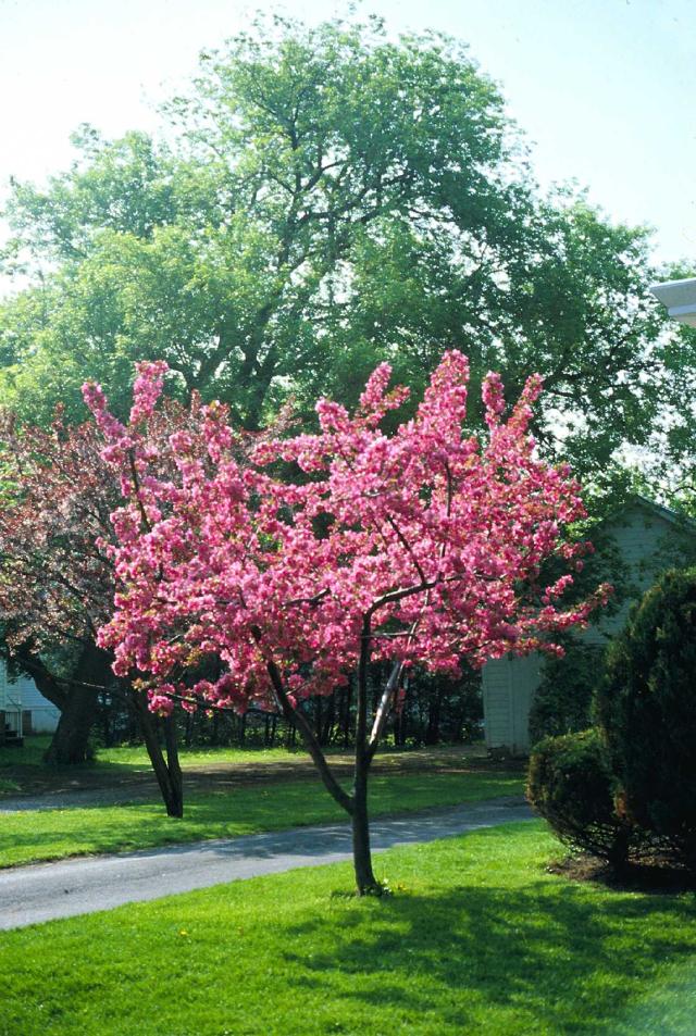 Malus 'Radiant'