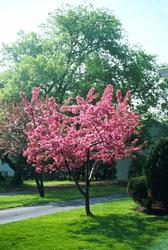 Malus 'Radiant' — photo 1